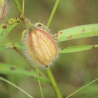 <i>Crotalaria calycina</i>  Schrank